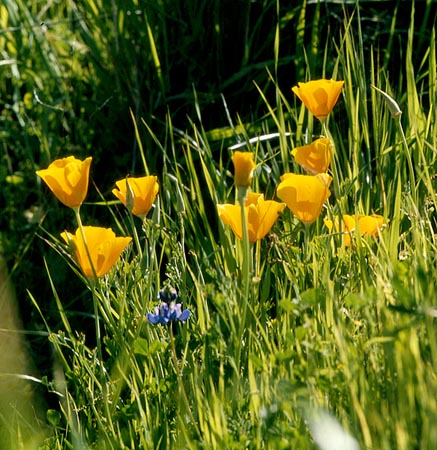 3 LupinePoppies